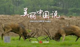 动物性视频,捕捉生命瞬间